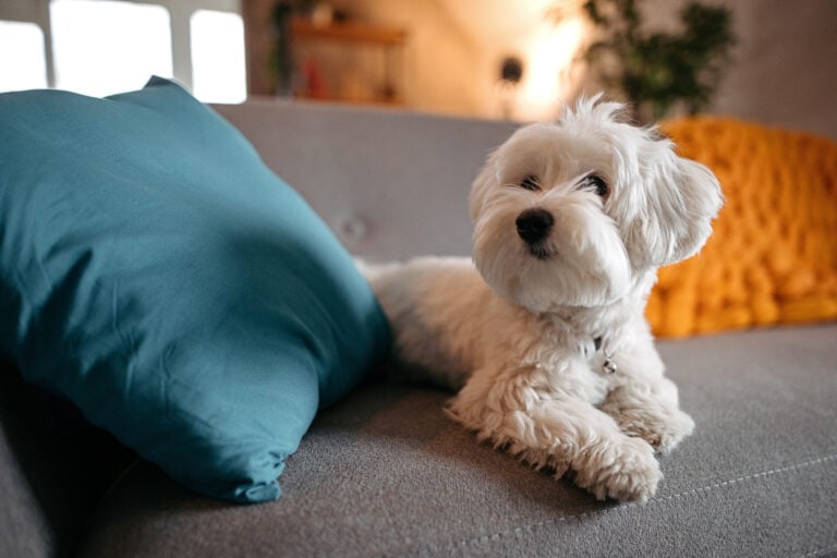 Hund mit weißem Fell liegt auf grauem Sofa zwischen zwei Kissen